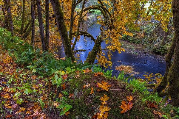 Haney, Chuck 아티스트의 Colorful autumn maples along Humbug Creek in Clatsop County-Oregon-USA작품입니다.